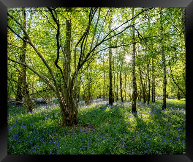 Spring sun bluebells in woods near Knaresborough Framed Print by mike morley