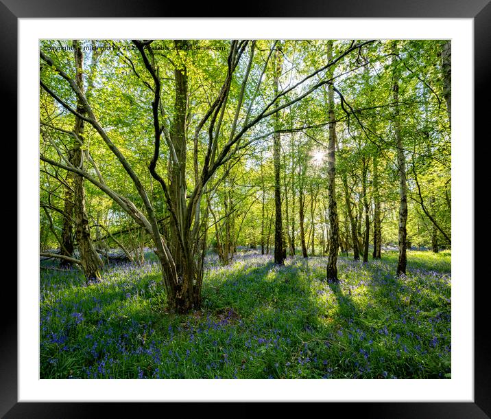 Spring sun bluebells in woods near Knaresborough Framed Mounted Print by mike morley