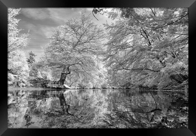 river Nidd in Knaresborough in Infra red Framed Print by mike morley