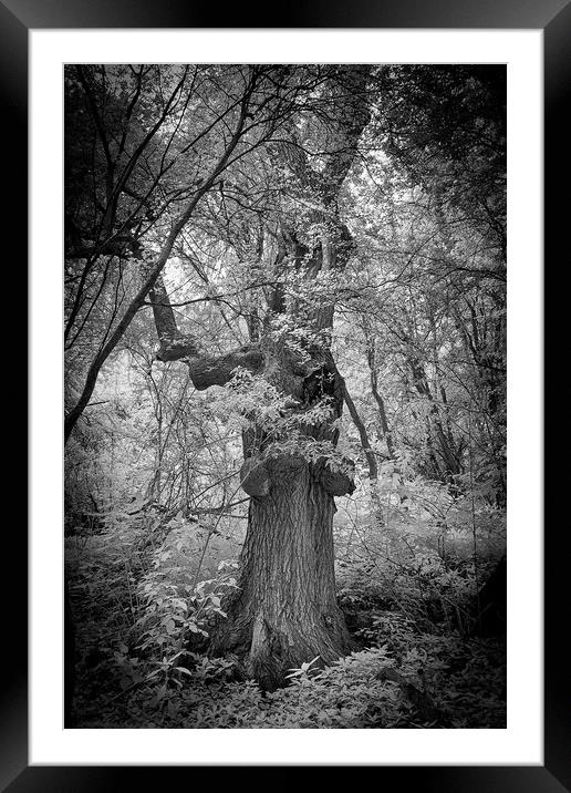 A tree in the middle of a forest Framed Mounted Print by mike morley