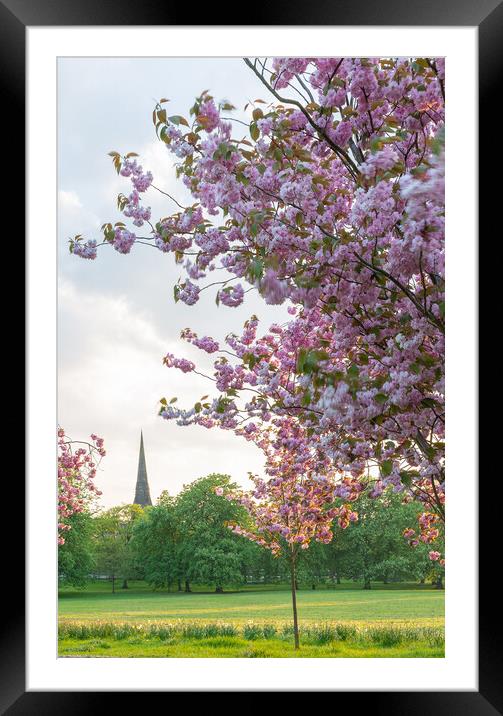 cherry blossom at sunset on Harrogate Stray Yorksh Framed Mounted Print by mike morley