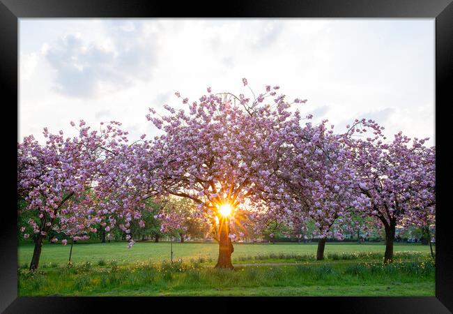 cherry blossom at sunset on Harrogate Stray Yorksh Framed Print by mike morley