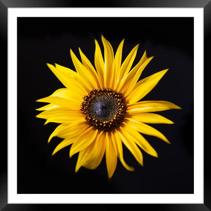Sunflower with black background Framed Mounted Print by Bryn Morgan
