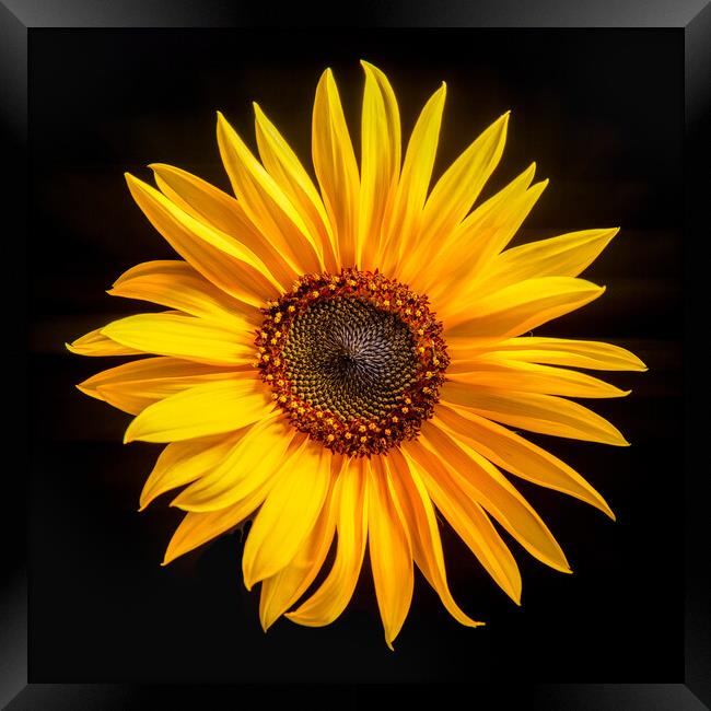 Sunflower with black background Framed Print by Bryn Morgan