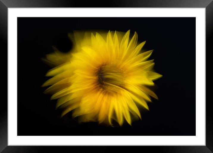 Sunflower abstract Framed Mounted Print by Bryn Morgan