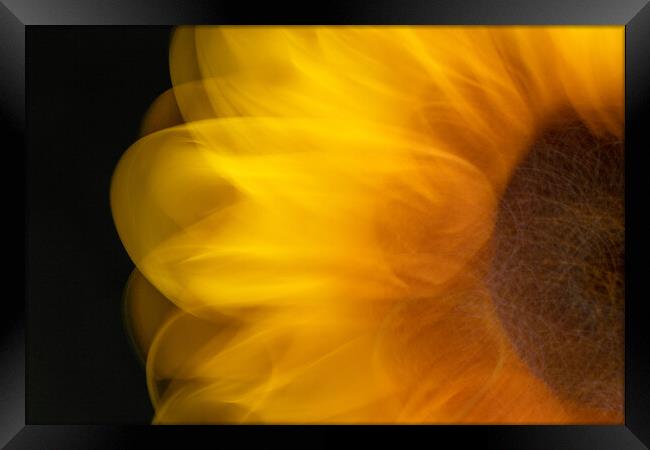 Sunflower abstract Framed Print by Bryn Morgan