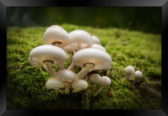 Porcelain Fungus on tree stump Framed Print by Bryn Morgan