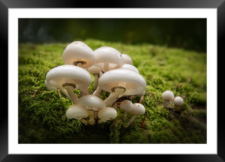 Porcelain Fungus on tree stump Framed Mounted Print by Bryn Morgan