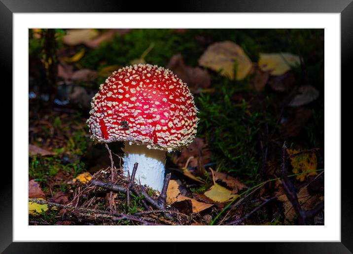 The fly agaric mushroom, aminita muscaria Framed Mounted Print by Bryn Morgan