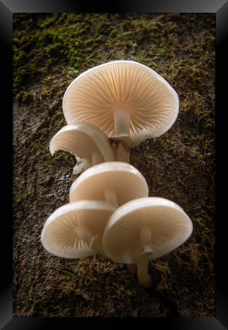 Porcelain Fungus on wood, Mucidula mucida Framed Print by Bryn Morgan