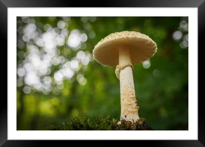 False death cap growing in the woods  Framed Mounted Print by Bryn Morgan