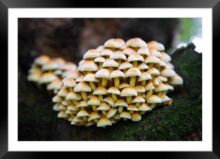 Sulphur tufts on dying tree Framed Mounted Print by Bryn Morgan