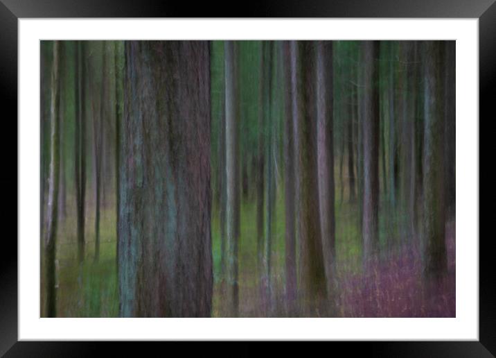 Pine trees in a forest Framed Mounted Print by Bryn Morgan