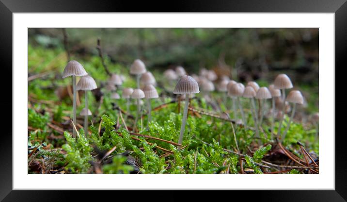 Coprinellus disseminatus growing on moss Framed Mounted Print by Bryn Morgan