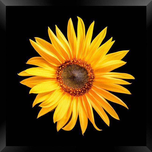 Single sunflower Framed Print by Bryn Morgan
