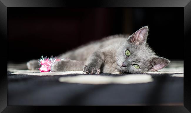 Grey kitten playing with tinsel. Framed Print by Bryn Morgan