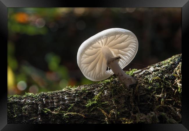 Porcelain fungus. Framed Print by Bryn Morgan