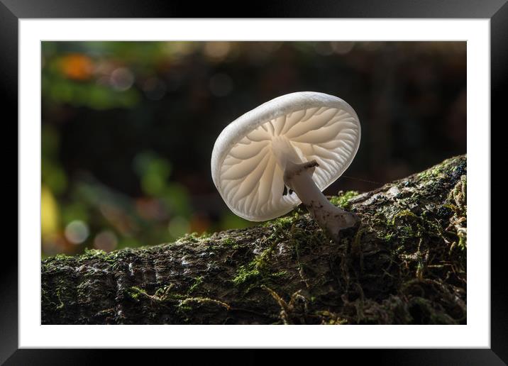Porcelain fungus. Framed Mounted Print by Bryn Morgan