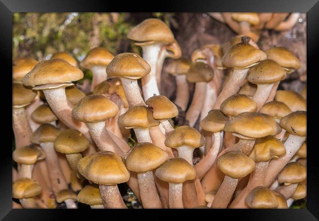 Mushrooms, Honey fungus. Framed Print by Bryn Morgan