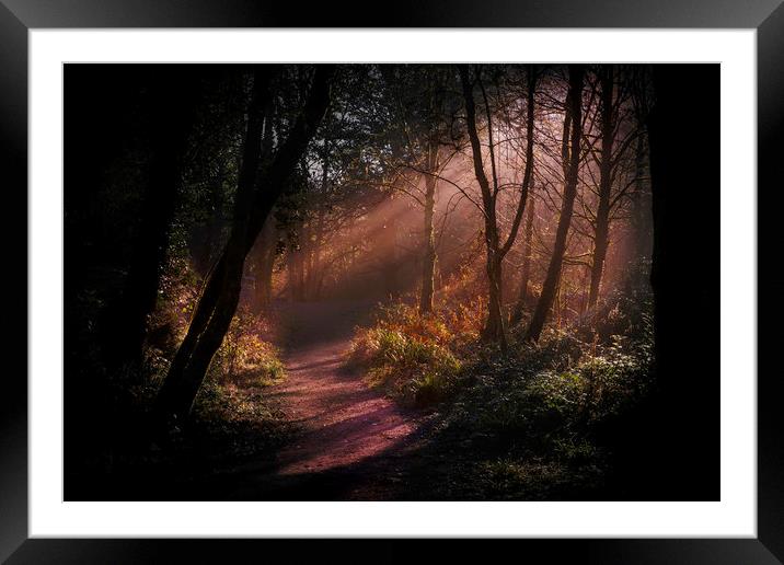 Rays of light at Penllergare woods. Framed Mounted Print by Bryn Morgan