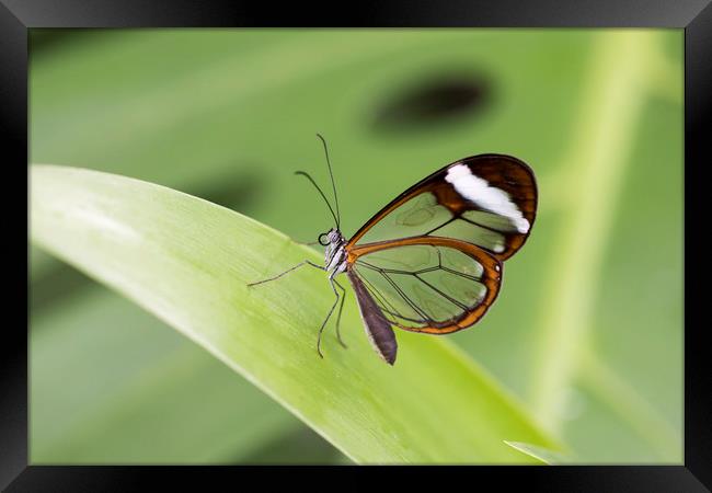 Glasswing butterfly - Greta oto. Framed Print by Bryn Morgan