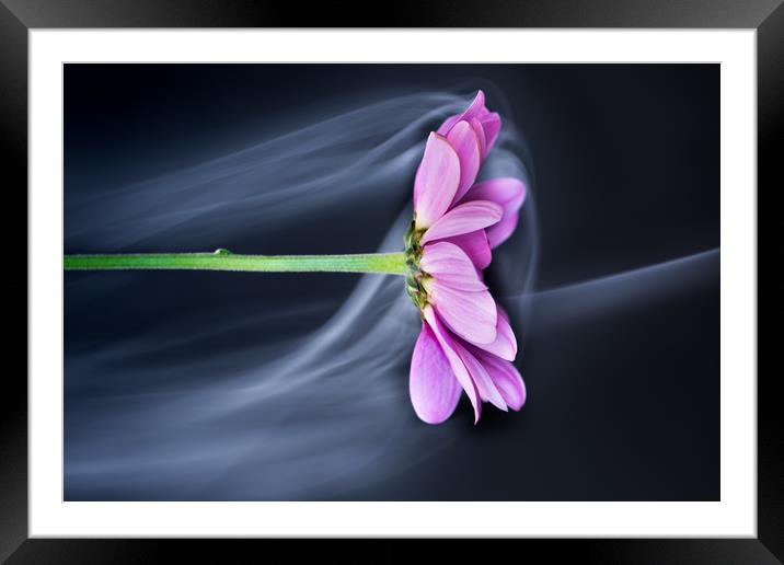  Chrysanthemum in the mist. Framed Mounted Print by Bryn Morgan