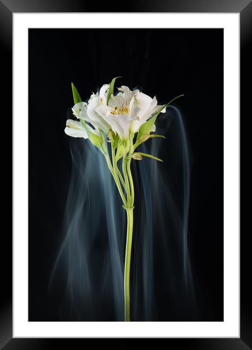 Lily in mist. Framed Mounted Print by Bryn Morgan