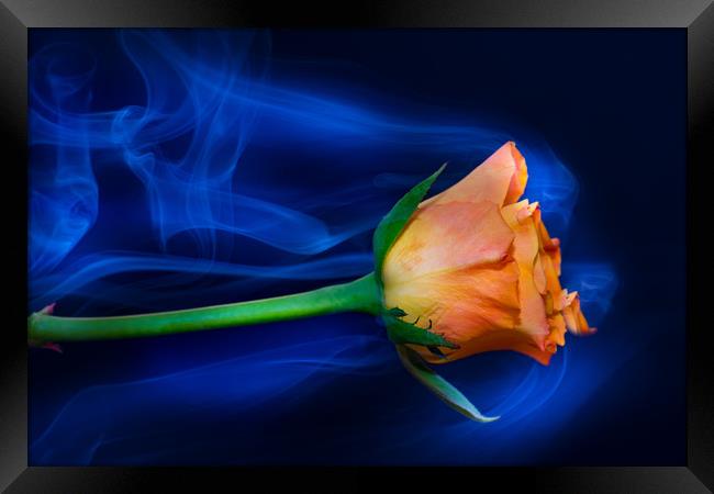 Apricot rose amongst smoke. Framed Print by Bryn Morgan