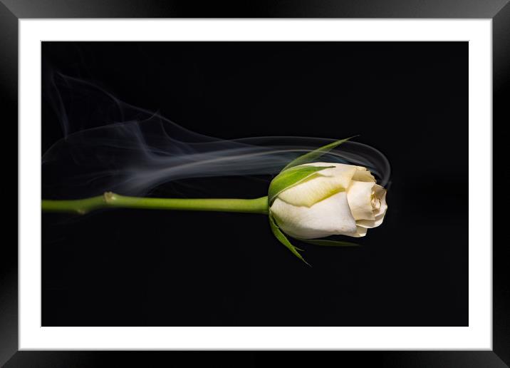 White rose in falling mist. Framed Mounted Print by Bryn Morgan
