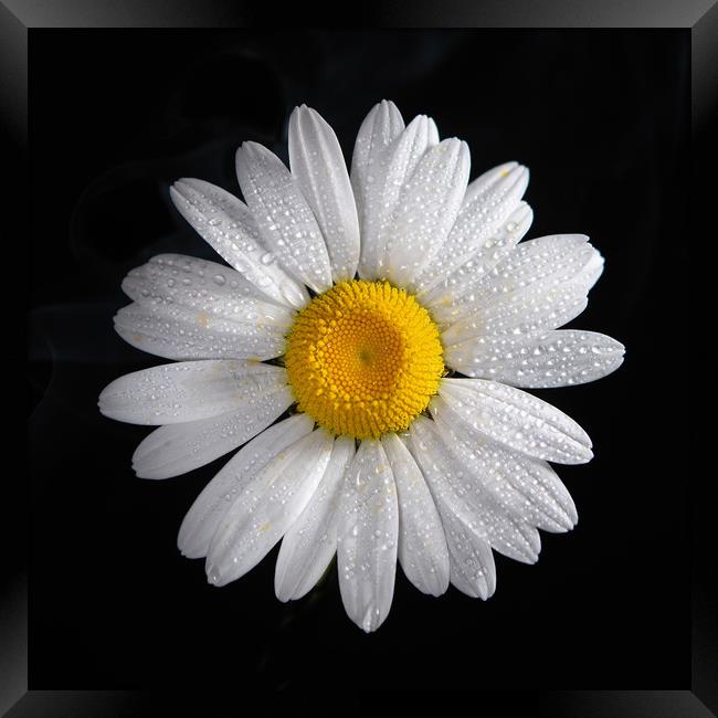 Oxeye daisy and water droplets Framed Print by Bryn Morgan