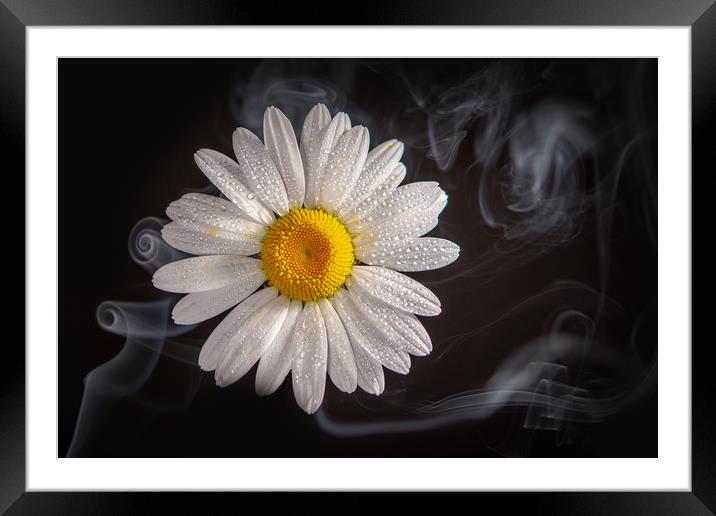 Oxeye daisy in smoke. Framed Mounted Print by Bryn Morgan