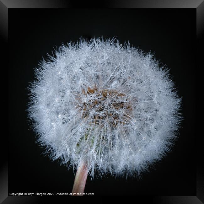 Dandelion with fine droplets of water Framed Print by Bryn Morgan