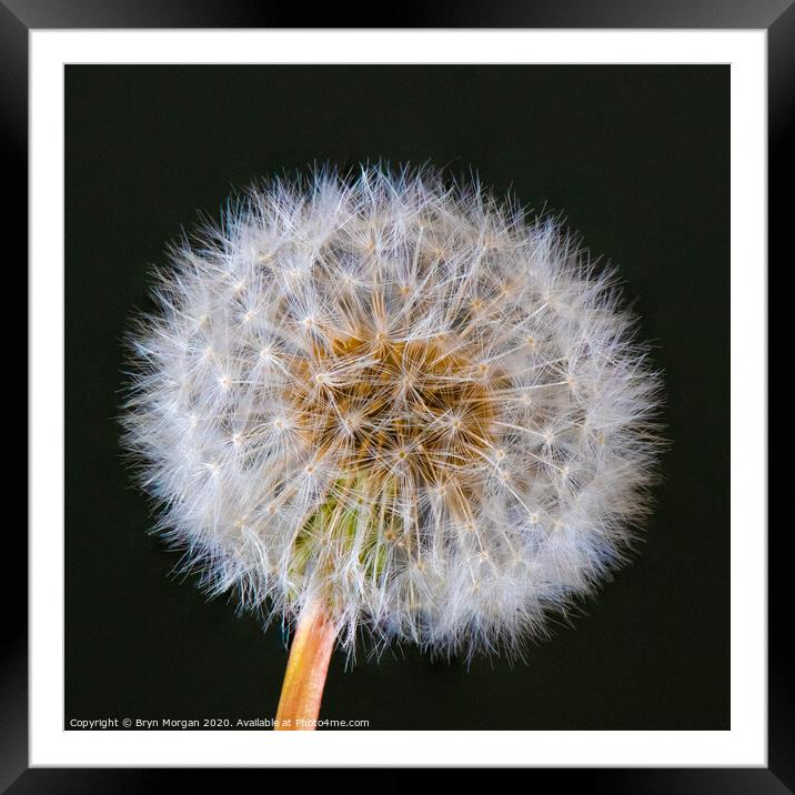 Dandelion head Framed Mounted Print by Bryn Morgan