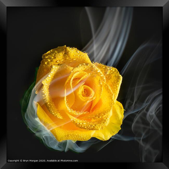 Yellow rose with rising mist Framed Print by Bryn Morgan