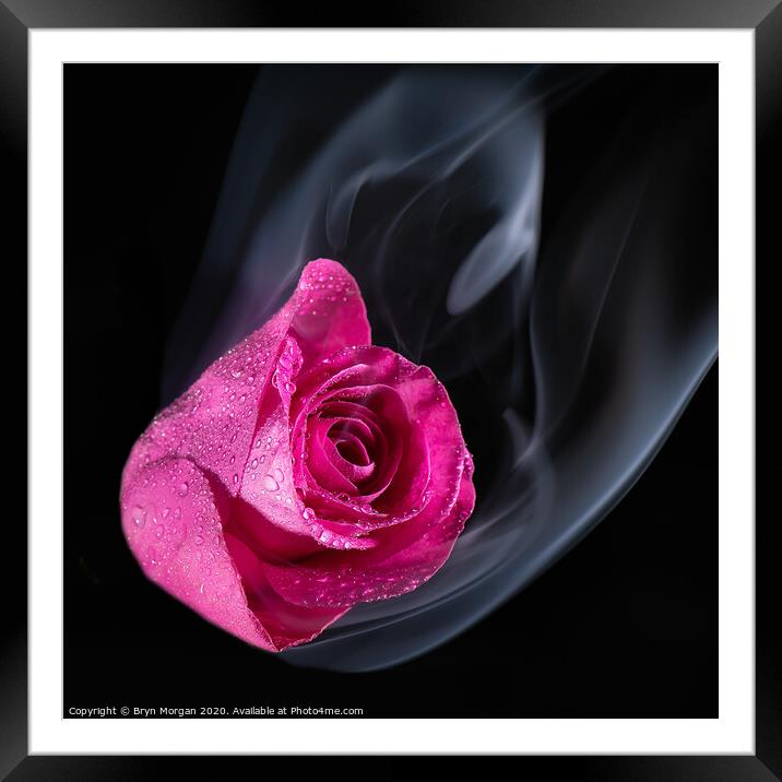 Red rose with rising mist Framed Mounted Print by Bryn Morgan