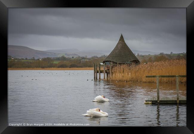 Llangorse lake with swans and crannog Framed Print by Bryn Morgan