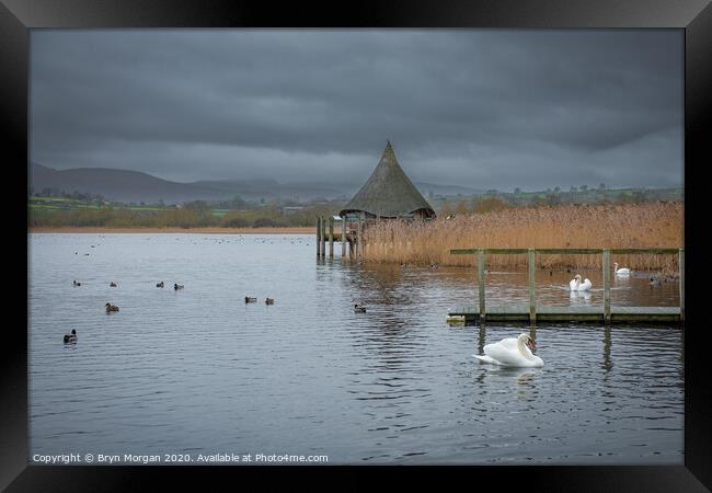 Llangorse lake with swans and crannog Framed Print by Bryn Morgan