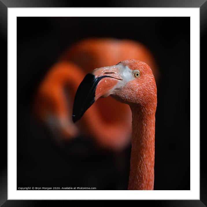 Flamingoes Framed Mounted Print by Bryn Morgan
