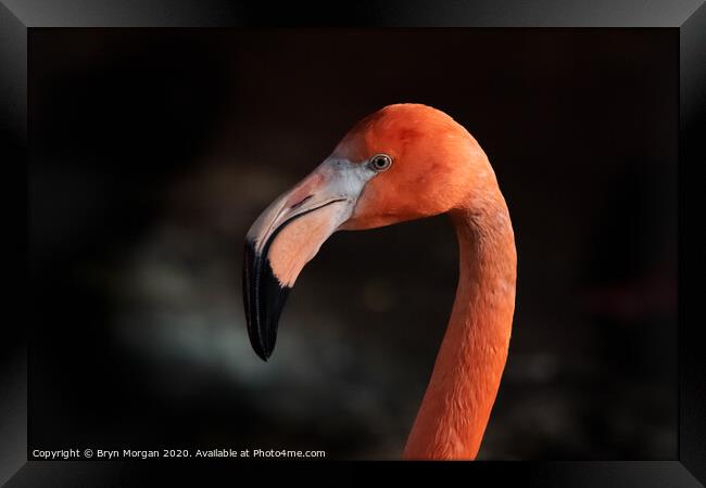 Flamingo Framed Print by Bryn Morgan