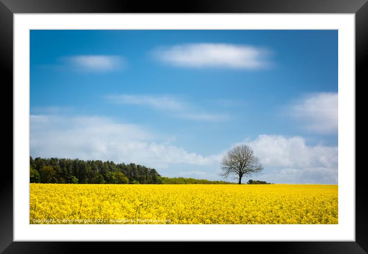 Field of rapeseed flowers at Ewenny Framed Mounted Print by Bryn Morgan