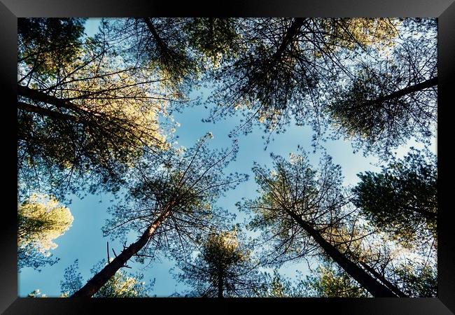Looking Up To Trees Framed Print by Mike Evans