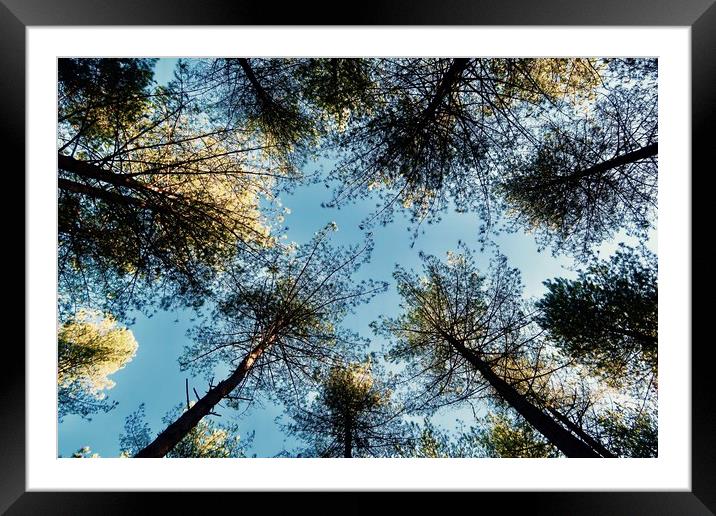 Looking Up To Trees Framed Mounted Print by Mike Evans