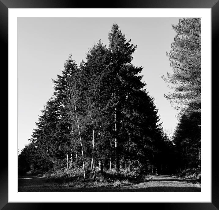 Black and White Forest Framed Mounted Print by Mike Evans
