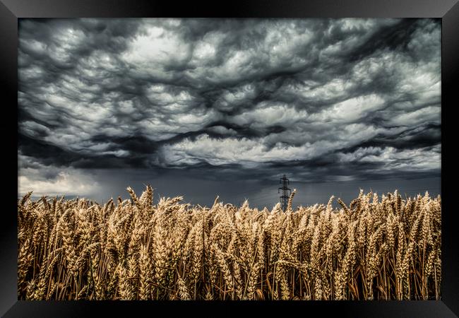 Wheat Field Thunder Storm Framed Print by Steve Lansdell
