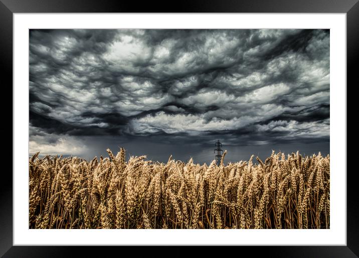 Wheat Field Thunder Storm Framed Mounted Print by Steve Lansdell
