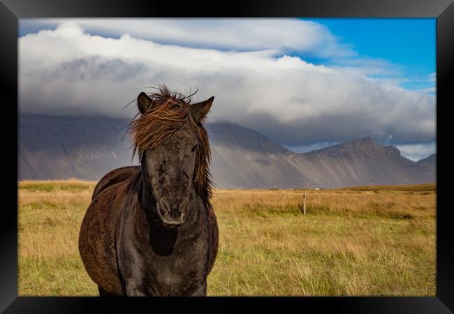 Iceland's Pony Framed Print by Steve Lansdell