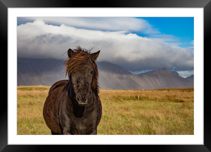 Iceland's Pony Framed Mounted Print by Steve Lansdell