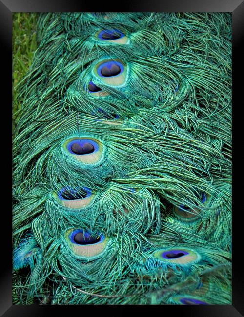 Peacock Tail Feathers Framed Print by alan todd