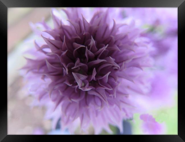  Chive Flower                               Framed Print by alan todd