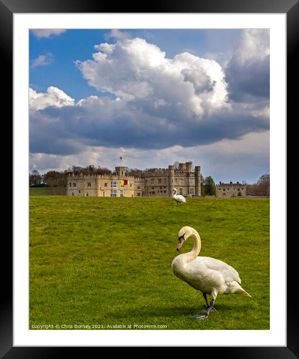 Swans at Leeds Castle in Kent, UK Framed Mounted Print by Chris Dorney